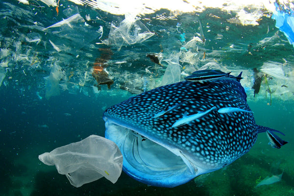 VOYA Pledge Stop 2 million Plastic Bottles Entering the Ocean - VOYA Skincare