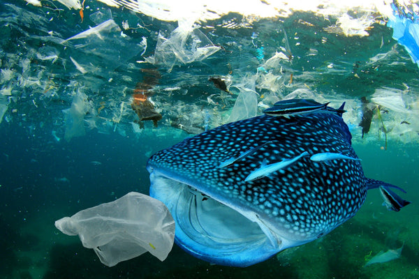 VOYA Pledge Stop 2 million Plastic Bottles Entering the Ocean - Voya Skincare